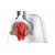 Зображення 6 М`ясорубка Bosch MFW2515W